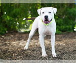 Small #1 American Bulldog