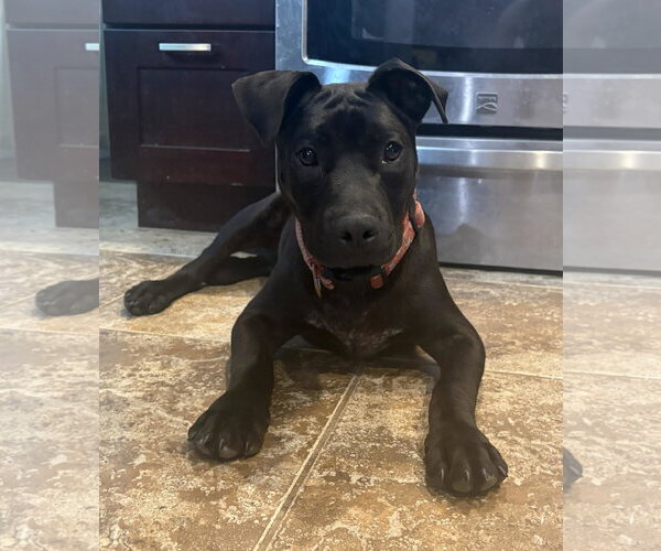 Medium Photo #15 American Pit Bull Terrier-Unknown Mix Puppy For Sale in Germantown, OH, USA
