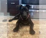 Small #14 American Pit Bull Terrier Mix