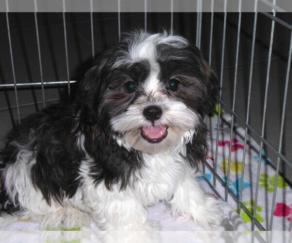Medium Photo #10 Mal-Shi Puppy For Sale in ORO VALLEY, AZ, USA