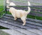 Small Photo #11 Goldendoodle Puppy For Sale in LEON, KS, USA
