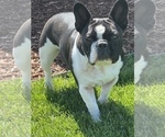 Small Photo #1 French Bulldog Puppy For Sale in MILLIKEN, CO, USA