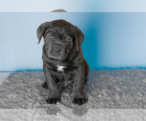 Medium Cane Corso