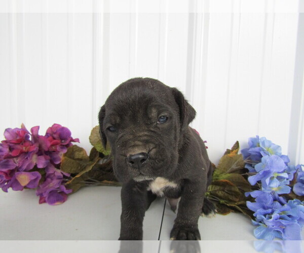 Medium Photo #2 Cane Corso Puppy For Sale in EMPIRE STATE, NY, USA