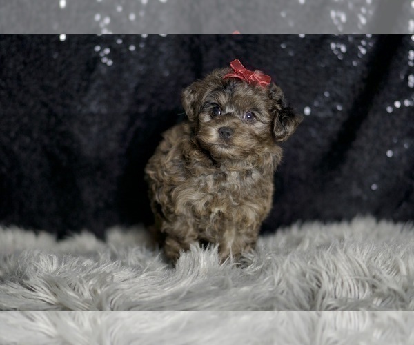 Medium Photo #3 YorkiePoo Puppy For Sale in WARSAW, IN, USA