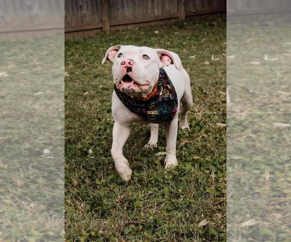Medium Photo #4 American Pit Bull Terrier-Unknown Mix Puppy For Sale in Evansville, IN, USA