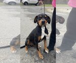 Small Photo #4 Mutt Puppy For Sale in Bedford, VA, USA