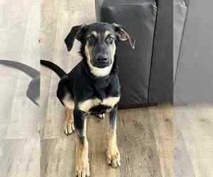German Shepherd Dog-Weimaraner Mix Dogs for adoption in Des Moines, IA, USA
