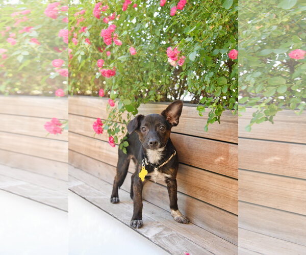 Medium Photo #10 Chiweenie Puppy For Sale in Sandy, UT, USA