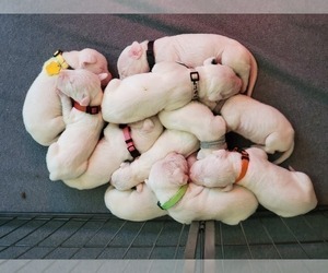 Dogo Argentino Puppy for sale in KATY, TX, USA