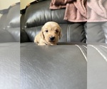 Puppy Snow White Dachshund