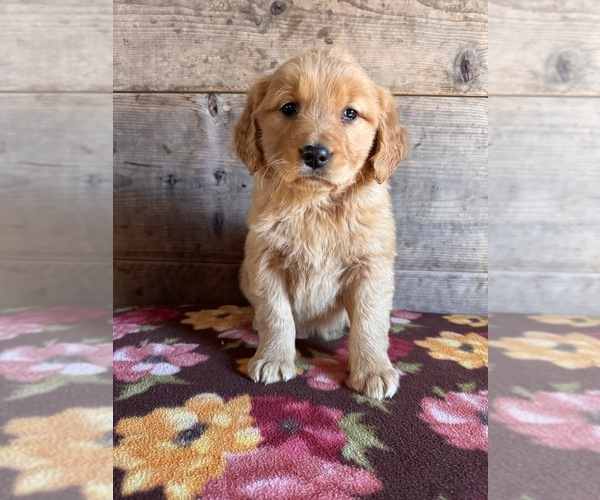Medium Photo #13 Golden Retriever Puppy For Sale in VERMONTVILLE, MI, USA