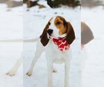 Small #5 Treeing Walker Coonhound