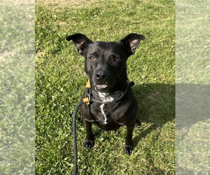 Mutt Dogs for adoption in Evansville, IN, USA