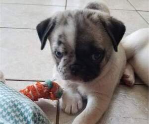 Pug Puppy for Sale in OAKDALE, Connecticut USA
