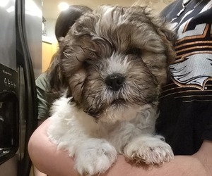 Zuchon Puppy for sale in NEOSHO, WI, USA