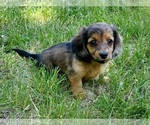 Small #5 Dachshund