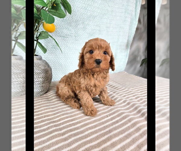 Medium Photo #3 Cavapoo (Standard) Puppy For Sale in GREENFIELD, IN, USA
