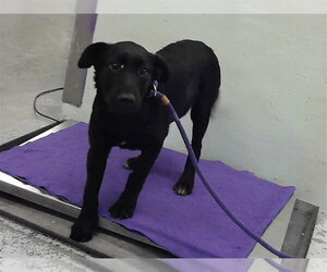 German Shepherd Dog-Unknown Mix Dogs for adoption in Lakewood, CO, USA