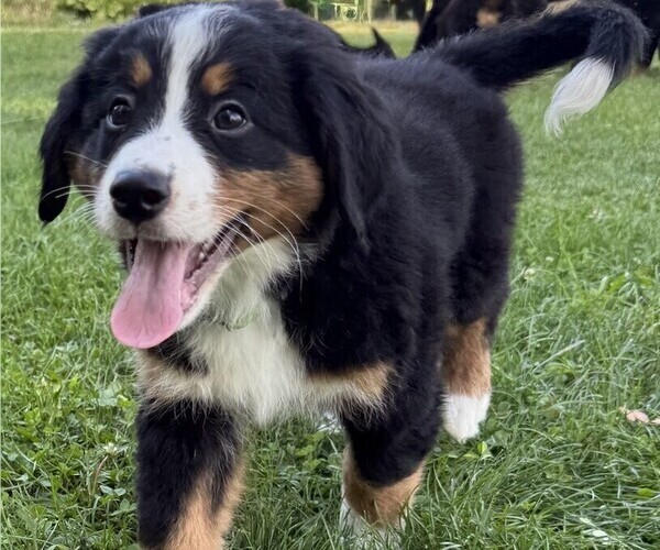 Medium Photo #43 Bernese Mountain Dog Puppy For Sale in SPRINGFIELD, OH, USA