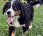 Small Photo #43 Bernese Mountain Dog Puppy For Sale in SPRINGFIELD, OH, USA