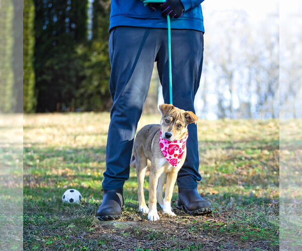 Medium Photo #10 Mutt Puppy For Sale in Unionville, PA, USA