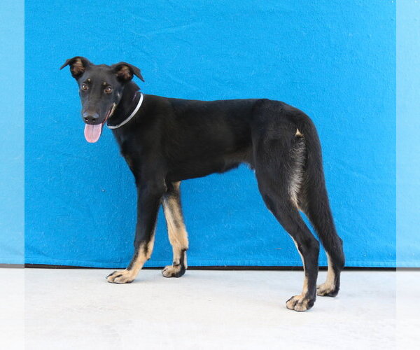 Medium Photo #1 Doberman Pinscher-German Shepherd Dog Mix Puppy For Sale in Pasadena, CA, USA