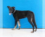 Small Doberman Pinscher-German Shepherd Dog Mix