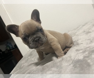 French Bulldog Puppy for sale in COLTON, CA, USA