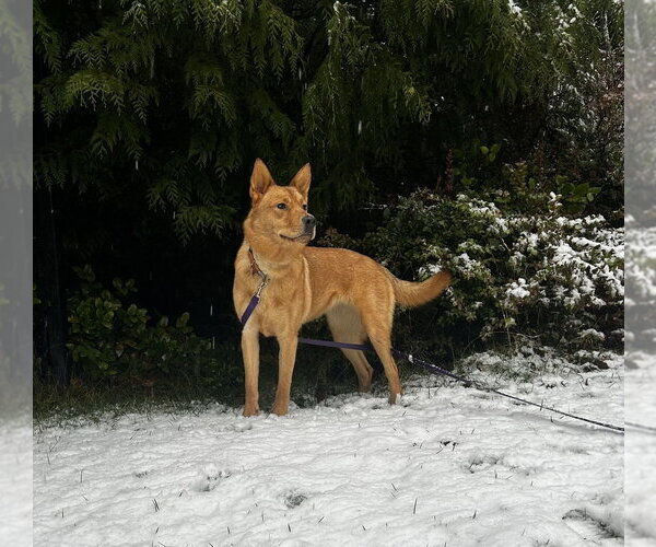 Medium Photo #1 Siberian Husky-Unknown Mix Puppy For Sale in Bellingham, WA, USA
