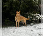 Buttercup - Male Siberian Husky-Unknown Mix Dog for Adoption - Small photo