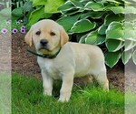 Small Photo #4 Labrador Retriever Puppy For Sale in PARKESBURG, PA, USA