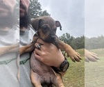 Small #2 Olde English Bulldogge