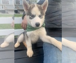 Small Photo #35 Siberian Husky Puppy For Sale in TRIMBLE, MO, USA
