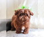 Small #1 Shih Tzu