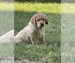 Puppy Drk Yellow Male Labrador Retriever