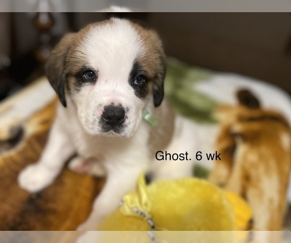 Medium Photo #5 Saint Bernard Puppy For Sale in SAVANNAH, MO, USA