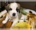 Small Photo #5 Saint Bernard Puppy For Sale in SAVANNAH, MO, USA