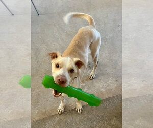 Unknown-Whippet Mix Dogs for adoption in Lancaster, CA, USA