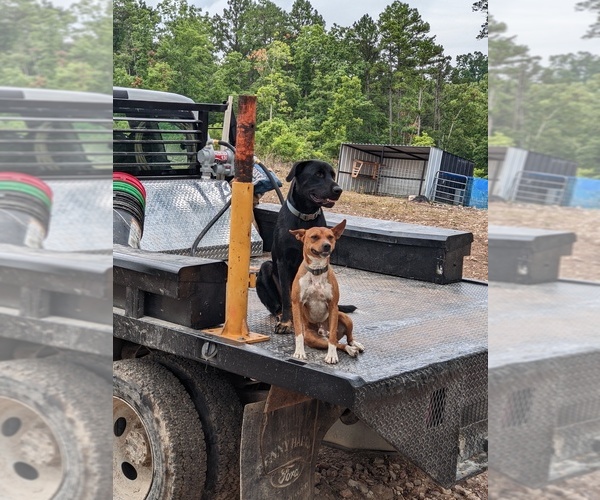 Medium Photo #21 Rat Terrier Puppy For Sale in DORA, MO, USA