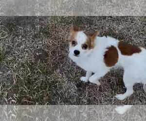 Chion Dogs for adoption in The Woodlands, TX, USA