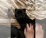 Small Photo #3 Frenchie Pug Puppy For Sale in BLOOMINGTON, IL, USA