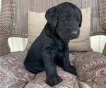 Small Photo #10 Labradoodle Puppy For Sale in CEDAR HILL, TX, USA