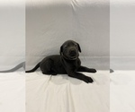 Small Photo #4 Labrador Retriever Puppy For Sale in MIDDLEBURY, IN, USA