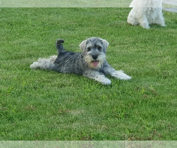 Medium Photo #11 Schnauzer (Miniature) Puppy For Sale in Hatvan, Heves, Hungary