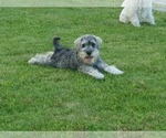 Small #10 Schnauzer (Miniature)