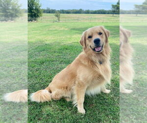 Father of the Golden Retriever puppies born on 08/16/2026