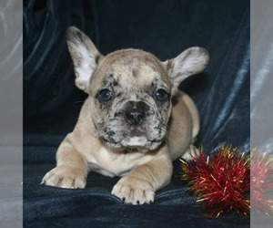 French Bulldog Puppy for sale in TAMPA, FL, USA