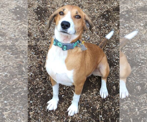 Medium Photo #9 Retriever -Unknown Mix Puppy For Sale in Rockaway, NJ, USA