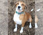 Small #8 Retriever  Mix
